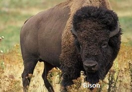 Bison