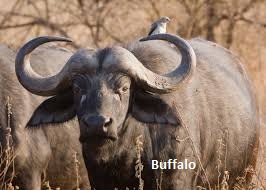 Buffalo