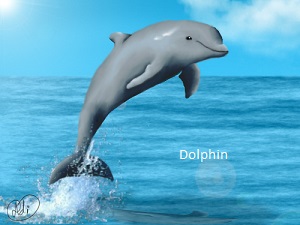 dolphin