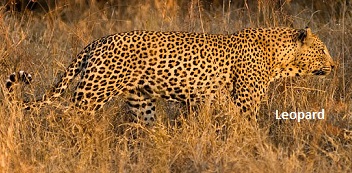 leopard