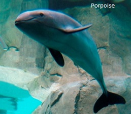 porpoise